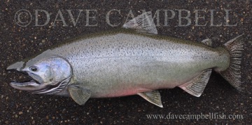 40" Chinook/King Salmon
