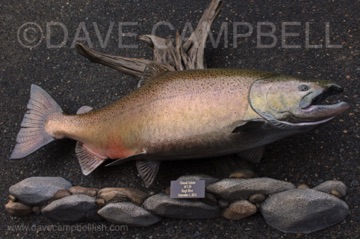48" Chinook/KIng Salmon