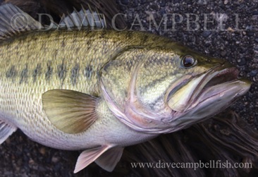 25" Largemouth Bass