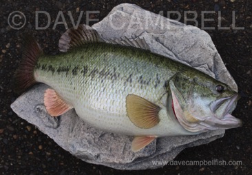 23" Largemouth Bass